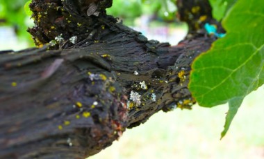 What is Terroir?