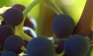 Organic Grapes
