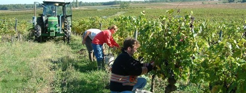 Support Natural-Merchants-Bordeaux-vines 800x300